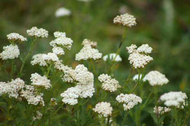 istock Multiple noble yarrow in bloom close-up view with selective focus on foreground 1347023357