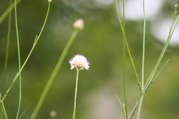 istock Sweet scabious in bloom close-up view with selective focus on foreground 1347023365