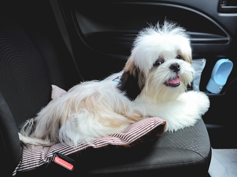 Shih Tzu puppy sitting in car on the seat. Travel dog concept.