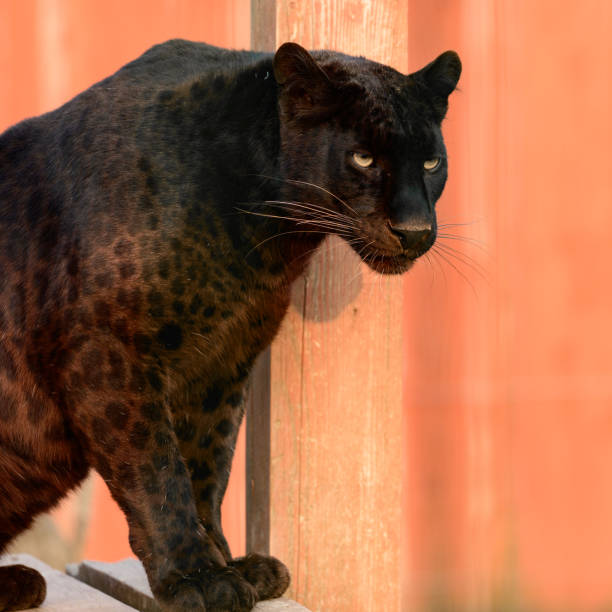 istock Spotted panther, dangerous predator, panther in the zoo. 1347023614