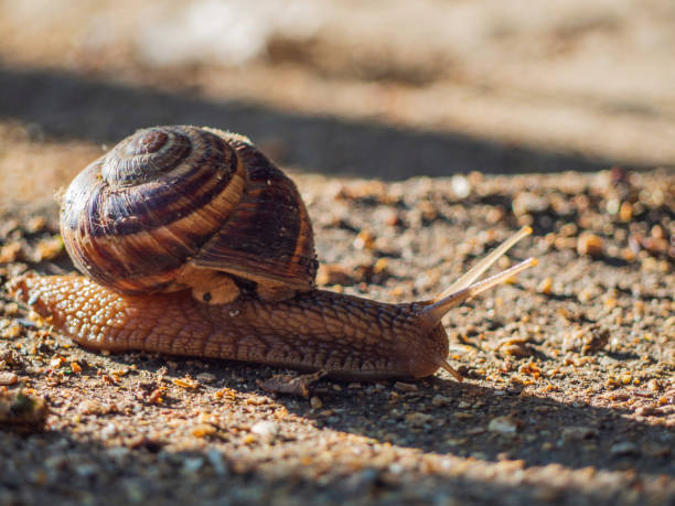 istock Grape snail. Horizontal close-up image of Helix pomatia (Burgundy snail, Roman snail, edible snail, Weinbergschnecke, snail) in high contrast with selective focus, sliding on the surface 1347025367