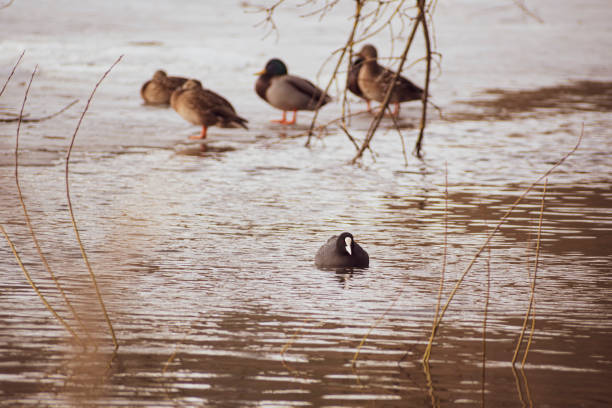 istock Waterbird variety in Neris river 1347025439