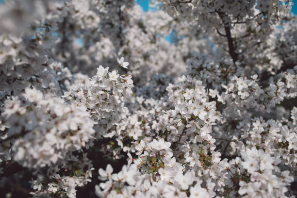 Photo taken in Kew Gardens, United Kingdom