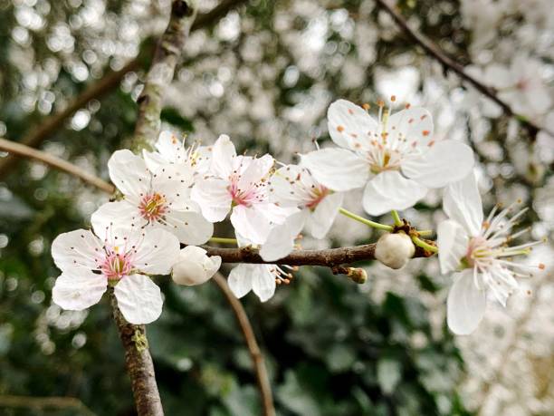 istock Close-Up Of Cherry Blossoms In Spring 1347027521