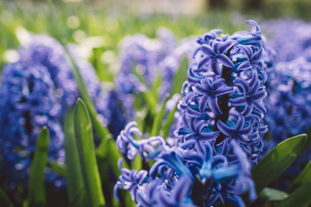 istock Close-Up Of Purple Crocus Flowers 1347027535