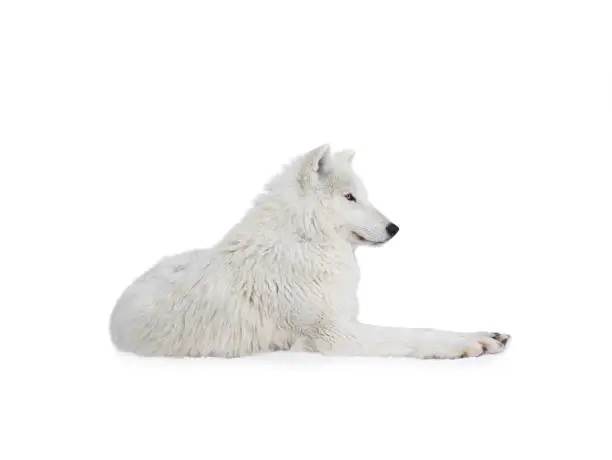 polar wolf lies on the snow isolated on white background