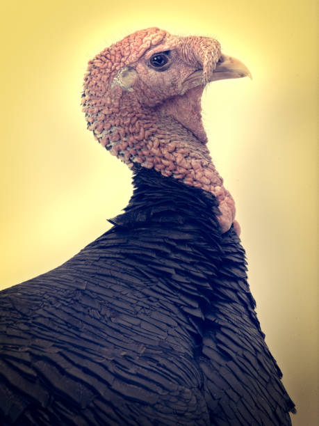 turkey on yellow background in retro style