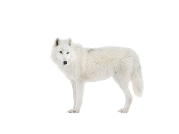istock Polar white wolf stands isolated on white background 1347028539