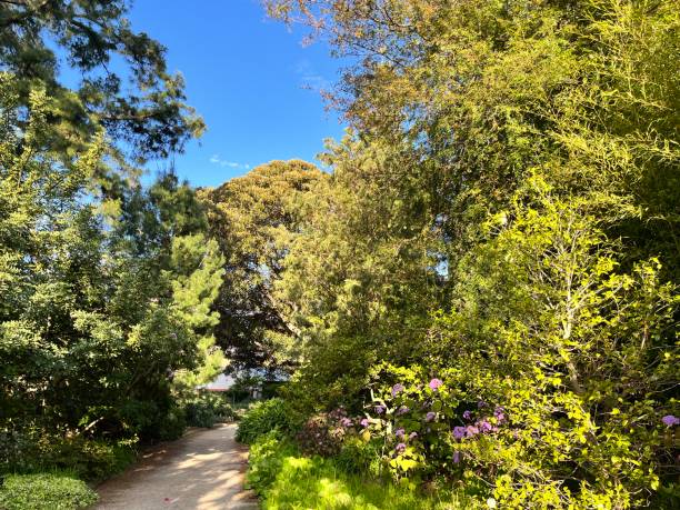 istock Garden path through trees with purple flowers 1347029700