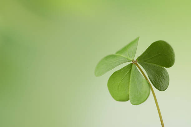 istock Clover leaf on blurred background, space for text. St. Patrick's Day symbol 1347030324