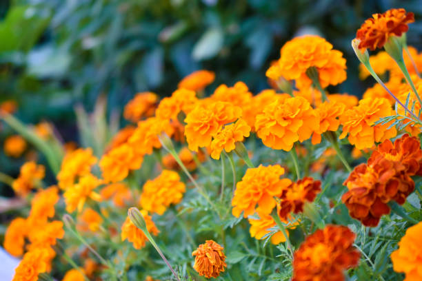 flores vermelhas e amarelas marigolds lat. tagetes é um gênero de plantas anuais e perenes da família asteraceae - kitchen glove - fotografias e filmes do acervo