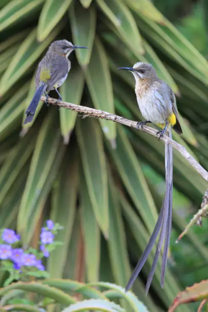 Cape sugarbird, Promerops cafer, Cape Infanta, South Africa