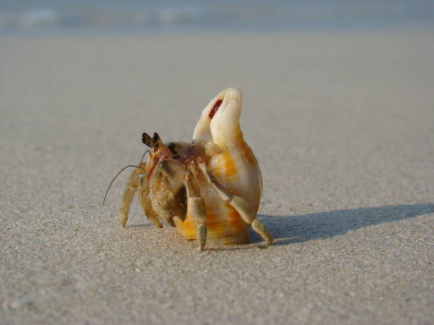 istock hermit crab eyes. hermit crab peeking out of its shell 1347032205