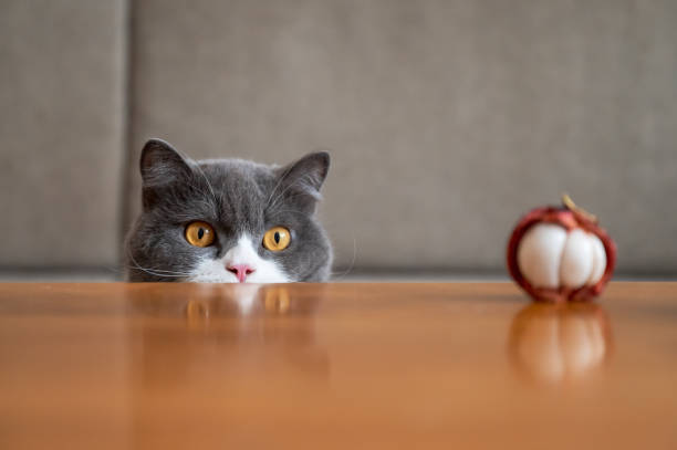 istock Cute British Shorthair cat, indoor shot 1347032378