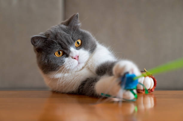 istock Cute British Shorthair cat, indoor shot 1347032381