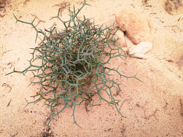 istock Unknown spiked plant in Cape Verdebrown, dune, sand, warming, hot, crack, closeup, bush, silica, pattern, global, land, texture, geology, abstract, travel, arid, surface, climate, wild, soil, shrinking, summer, earth, ground, clay, weather, heat, drought, 1347032470