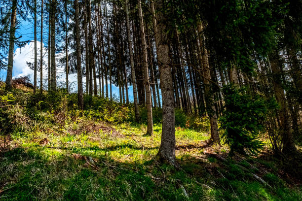 istock View of the forest in the Black Forest, Germany 1347032600
