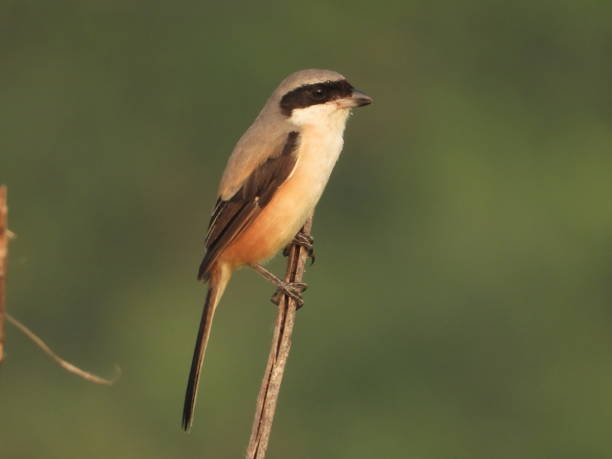 Long tailed shrike Long tailed shrike long tailed lizard stock pictures, royalty-free photos & images
