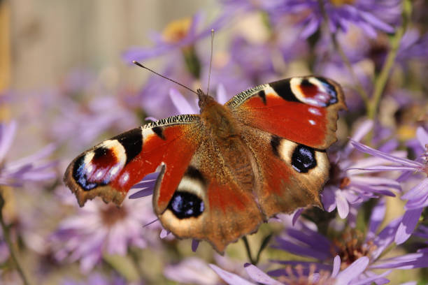 istock Peacock of the day (Aglais io) 1347033354