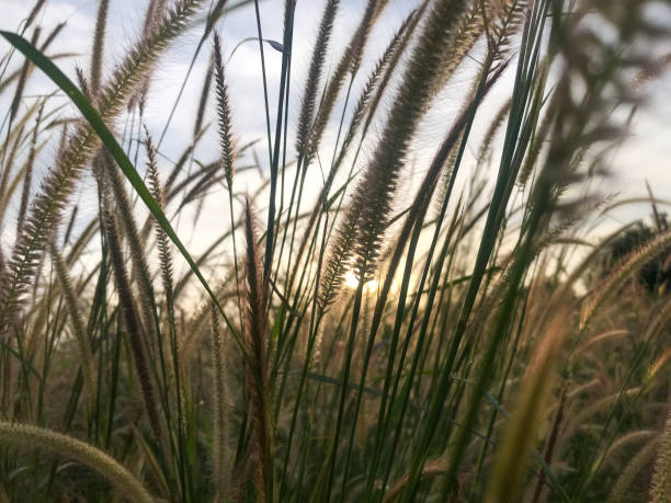 o belo campo do gramado perene sob a luz do sol. a bela flor de grama longa na floresta. - long grass uncultivated plant stage plant condition - fotografias e filmes do acervo