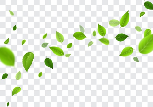 Vector Illustration of  Green tree leaves falling, isolated on transparent background

eps10