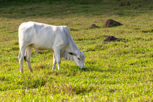 белая нелоровая корова на пастбище - rural scene non urban scene domestic animals sheep стоковые фото и изображения
