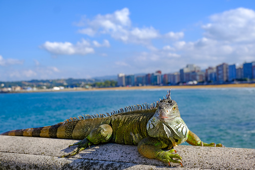 A large reptile basks in sunshine by a beach