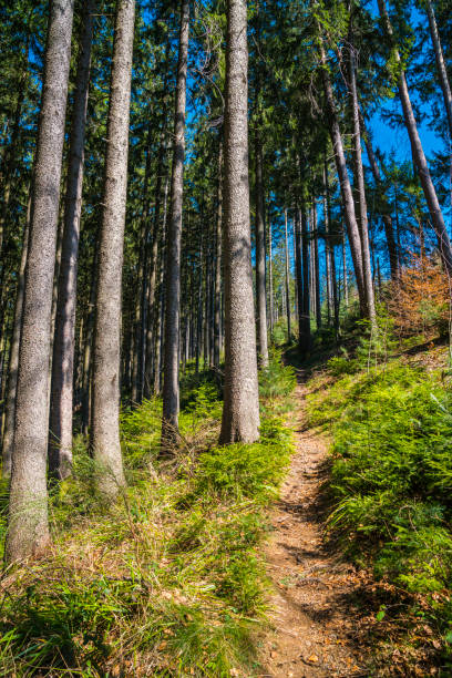 istock Germany, Hiking trail alongside huge old tree trunks in black forest nature landscape perfect for sports and nature relaxation 1347034990