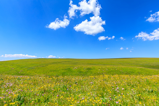 Green grass and blue sky with white clouds background.Beautiful grassland landscape in Xinjiang,China.
