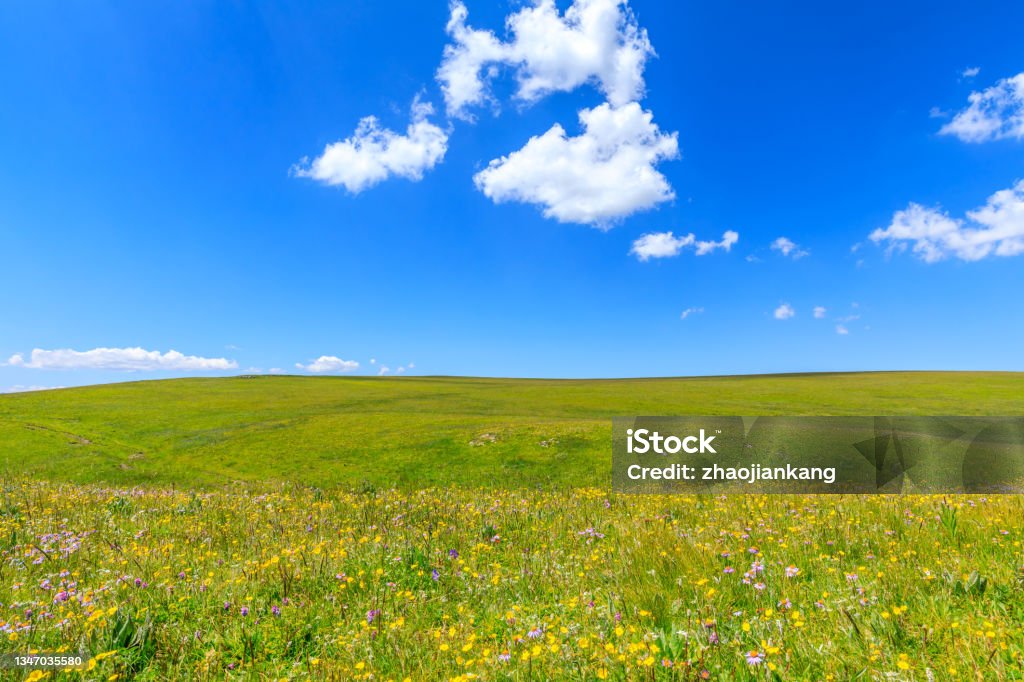 Green grass and blue sky with white clouds background. Green grass and blue sky with white clouds background.Beautiful grassland landscape in Xinjiang,China. Prairie Stock Photo