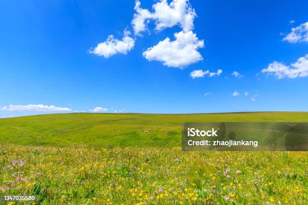 Green Grass And Blue Sky With White Clouds Background Stock Photo - Download Image Now