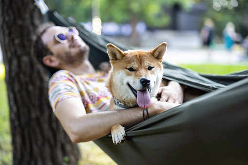 Shiba Inu relaxing with his owner in the hammock