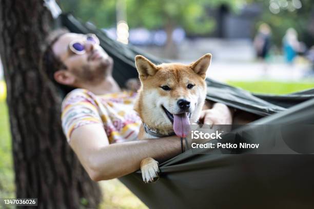 Summer Leisure Day Stock Photo - Download Image Now - Hammock, Dog, Shiba Inu