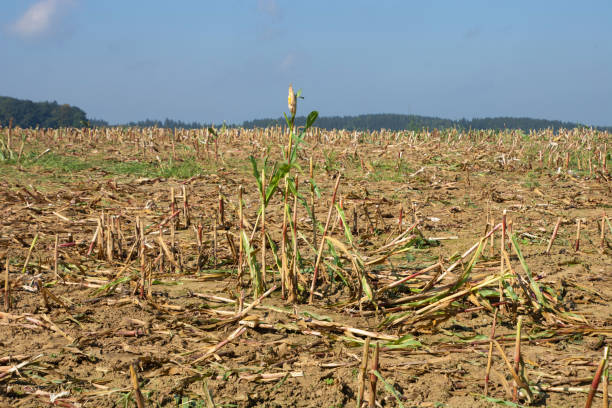 istock mowed corn field in autumn with a plant that has not yet been cut off 1347036250