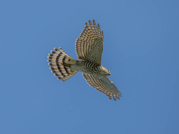 A juvenile Japanese Sparrowhawk soaring A juvenile Japanese Sparrowhawk (Accipiter gularis) soaring accipiter striatus stock pictures, royalty-free photos & images