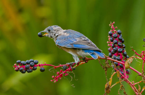 Juvenile eastern bluebird - Sialia sialis - eating Phytolacca americana, also known as American pokeweed stock photo