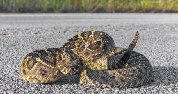 eastern diamond back rattlesnake - crotalus adamanteus - coiled in defensive strike pose with tongue out stock photo