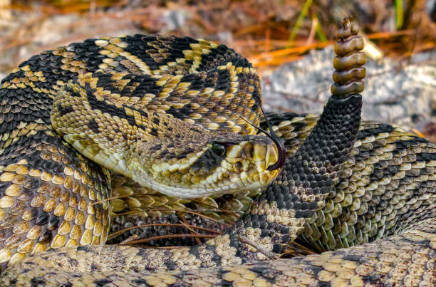 Eastern diamondback rattlesnake - crotalus adamanteus in sideways strike pose with tongue out and up, rattle next to head stock photo