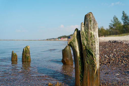 Driftwood on French Beach, Vancouver Island, British Columbia, Canada