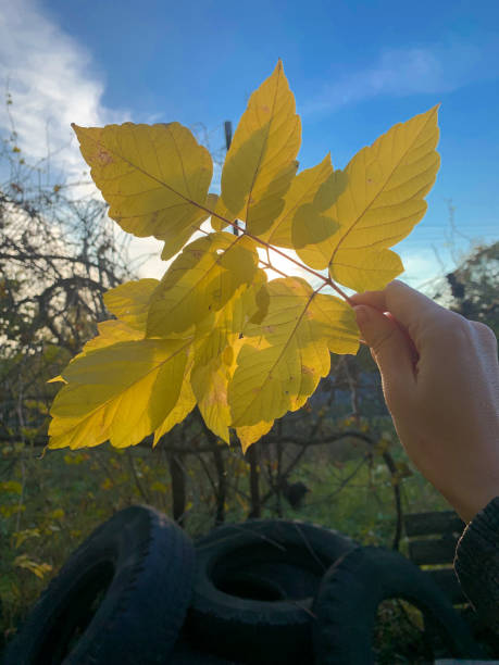istock Yellow autumn leaves. 1347040991