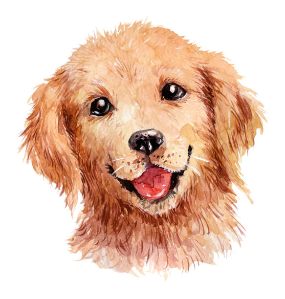 urocza ręcznie rysowana akwarelowa ilustracja pięknego portretu psa golden retriever wyizolowanego na białym tle. na kartki, plakaty, odbitki. - illustration and painting cute cartoon watercolor painting stock illustrations