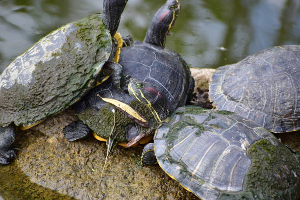istock Portrait of the animals called Turtle 1347042686