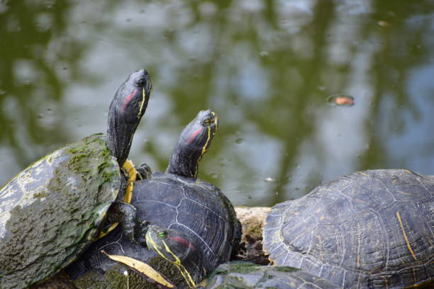 istock Portrait of the animals called Turtle 1347042695