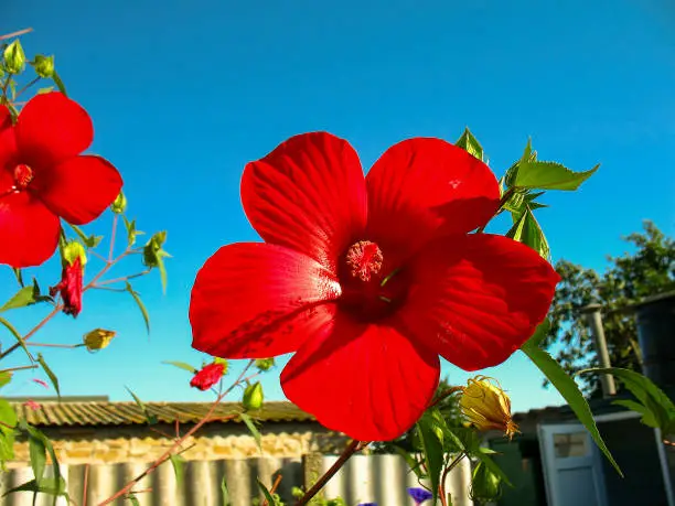 Red hibiscus flower in front or yard garden