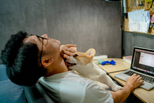 istock Busy businessman was disturbed by his Corgi while working. 1347044165