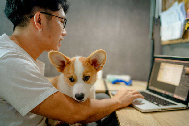 istock Cute Corgi trying to get his owner’s attention. 1347044249