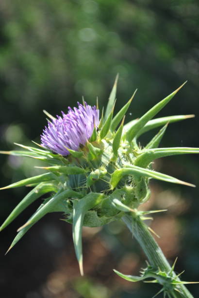 istock Milk Thistle flower (Silybum marianum or Carduus marianus) blooming in the field. 1347045376