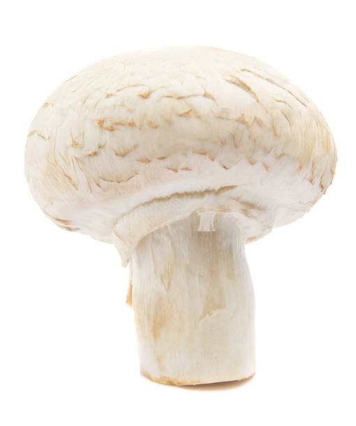 istock Fresh champignon mushrooms isolated on white background. Organic champignon close up. Side view 1347046232