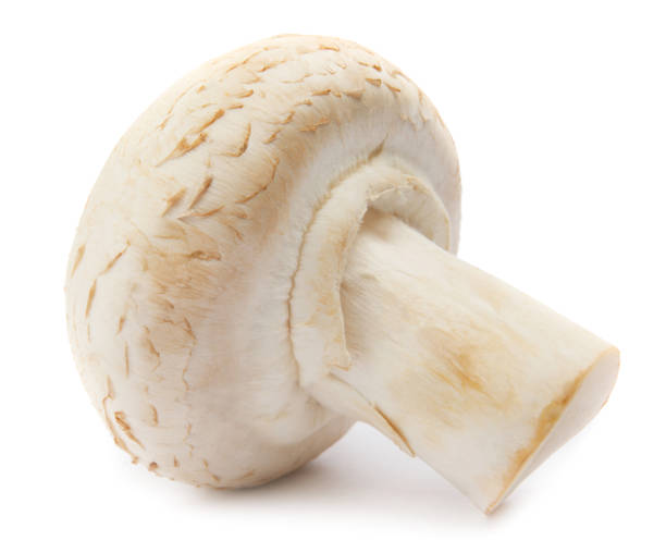 istock Fresh champignon mushrooms isolated on white background. Organic champignon close up. Side view 1347046235