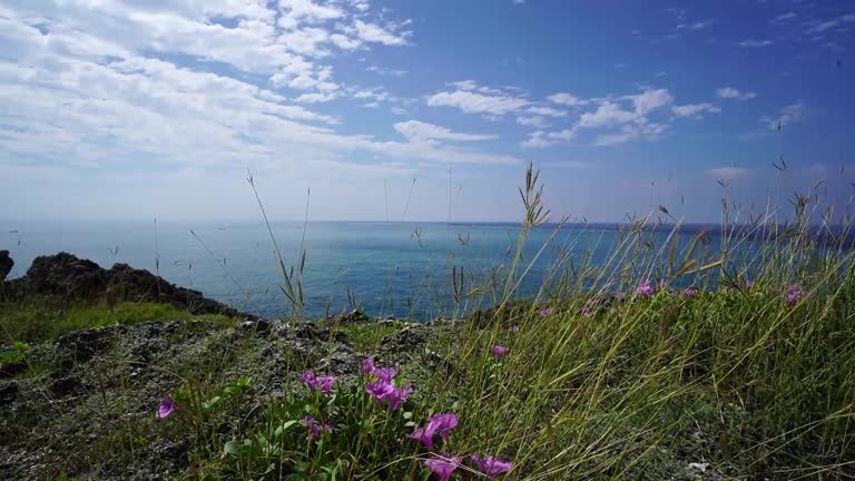 Plants dancing with wind at coast with sea as background